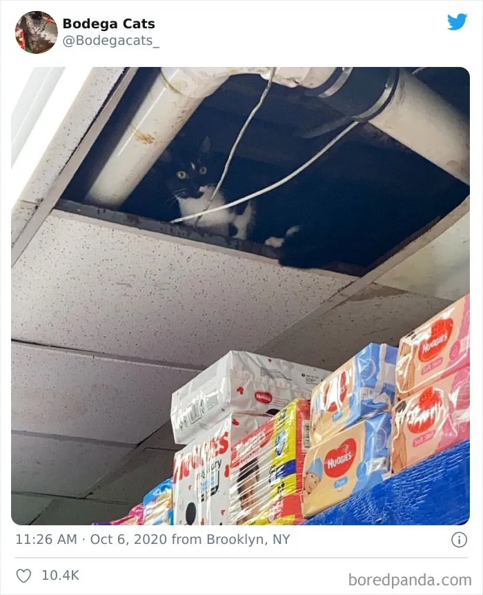 Esta cuenta de Twitter colecciona fotos de gatos en tiendecitas actuando como si fueran los dueños (50 fotos nuevas)