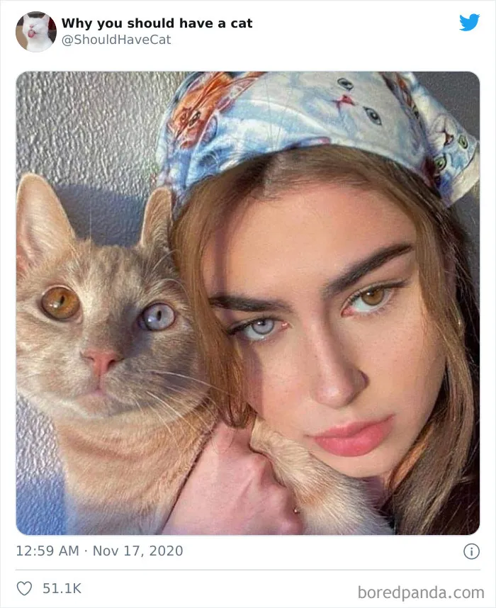 This Twitter Account Is Called 'Why You Should Have A Cat' And Here're 50 Reasons Why