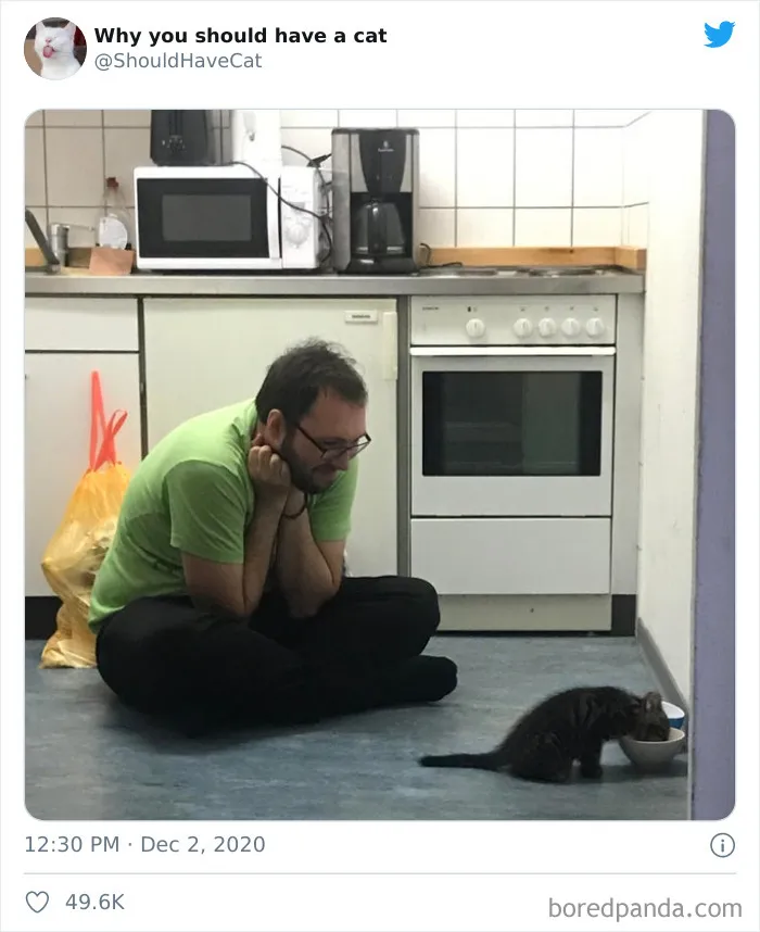 This Twitter Account Is Called 'Why You Should Have A Cat' And Here're 50 Reasons Why