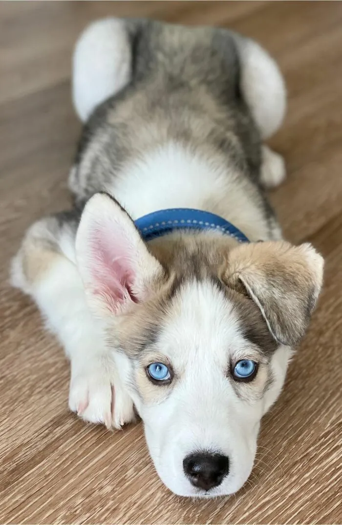30 Of The Best Dog Photos Submitted For The #PrettyEyesChallenge