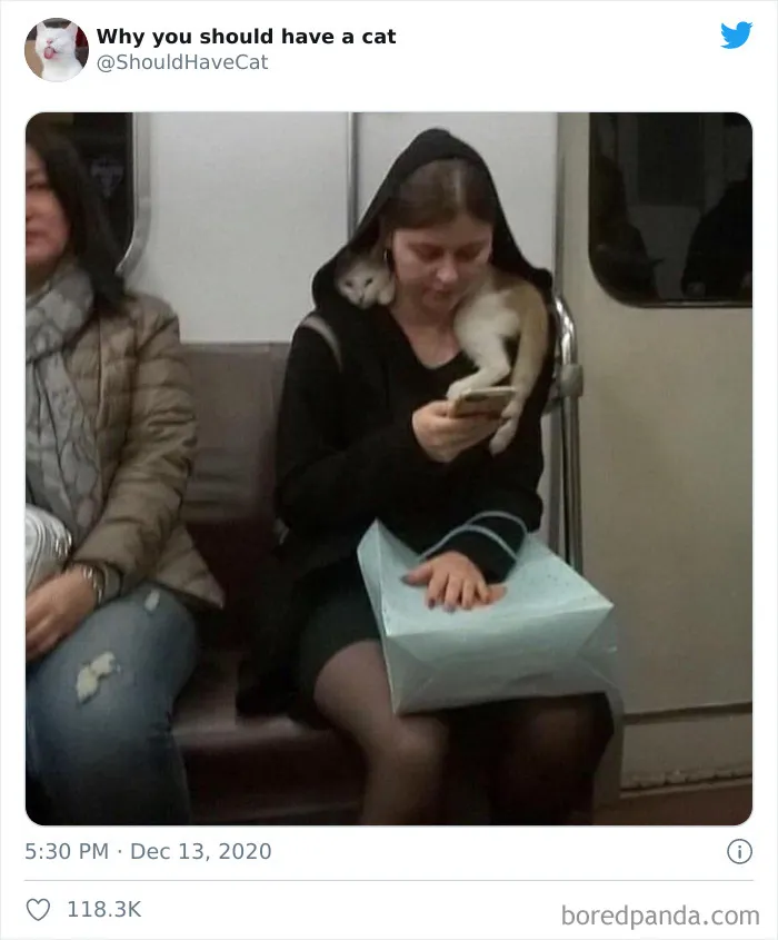 This Twitter Account Is Called 'Why You Should Have A Cat' And Here're 50 Reasons Why