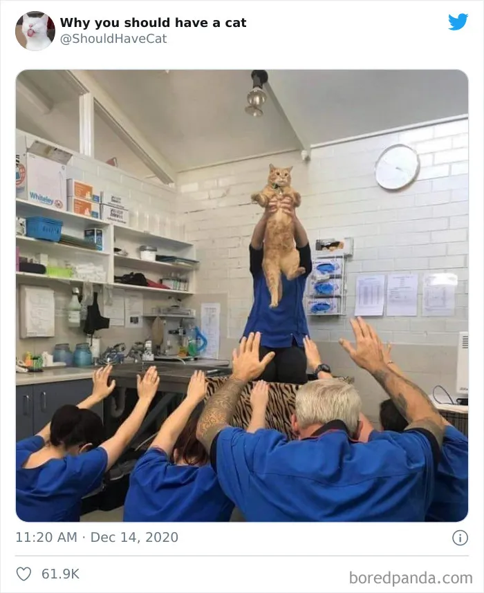 This Twitter Account Is Called 'Why You Should Have A Cat' And Here're 50 Reasons Why