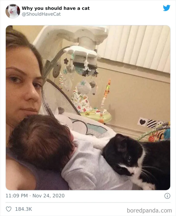 This Twitter Account Is Called 'Why You Should Have A Cat' And Here're 50 Reasons Why
