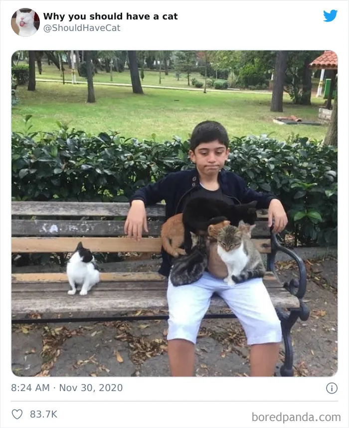 This Twitter Account Is Called 'Why You Should Have A Cat' And Here're 50 Reasons Why