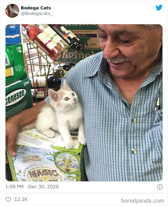 This Twitter Account Collects Photos Of Cats In Small Shops Looking Like They Own The Place (50 New Pics)