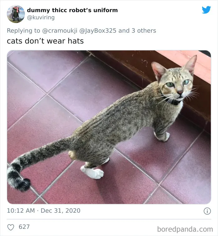 'Covidiot' Politician Tries To Prove A Point By Saying That 'Lions Don't Wear Masks,' Gets Shut Down With Hilarious Comments