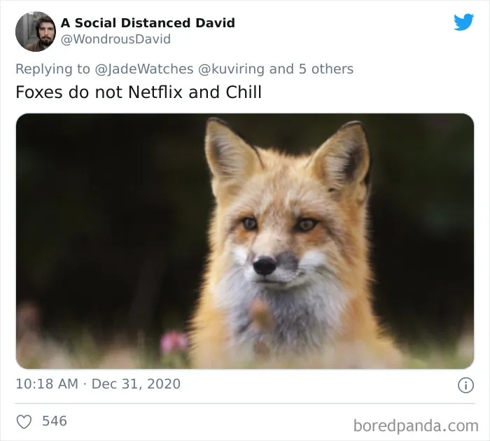 'Covidiot' Politician Tries To Prove A Point By Saying That 'Lions Don't Wear Masks,' Gets Shut Down With Hilarious Comments