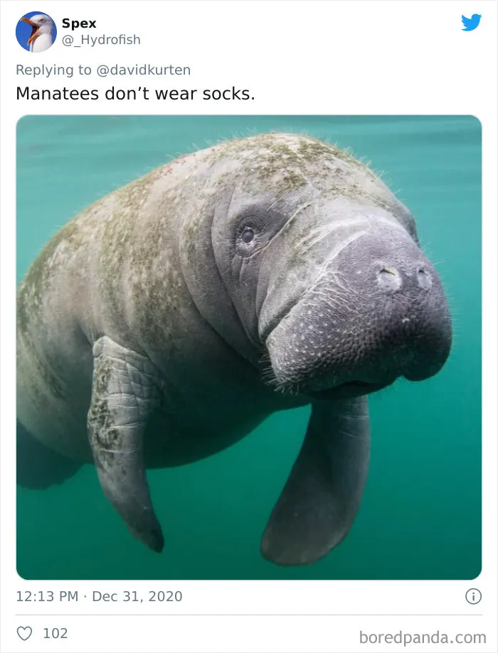 'Covidiot' Politician Tries To Prove A Point By Saying That 'Lions Don't Wear Masks,' Gets Shut Down With Hilarious Comments