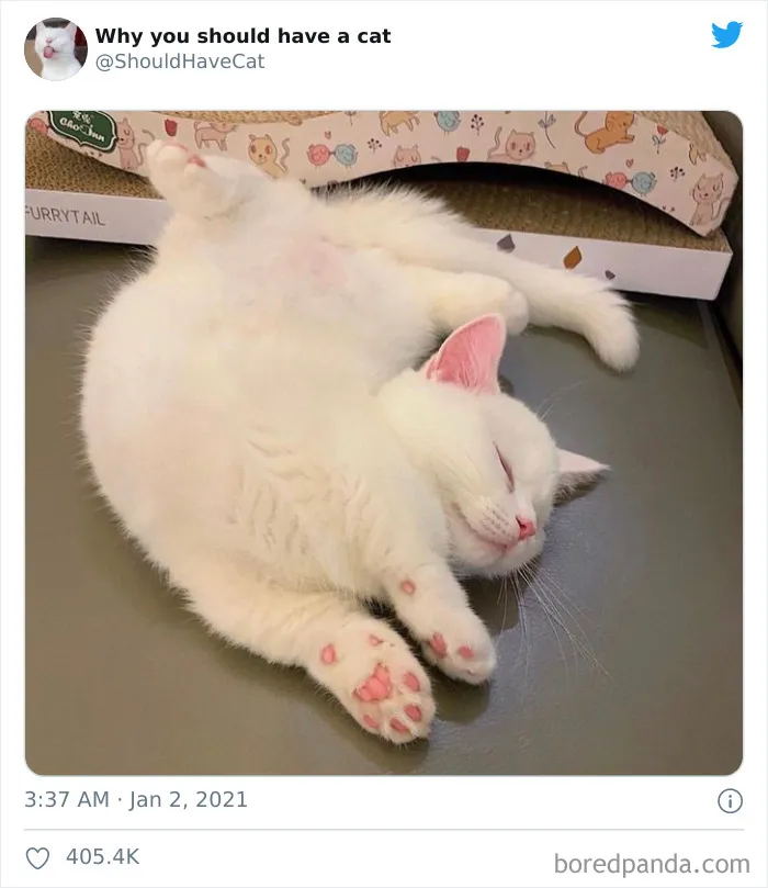 This Twitter Account Is Called 'Why You Should Have A Cat' And Here're 50 Reasons Why