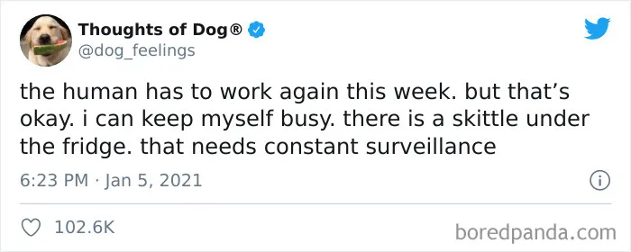 40 Of The Most Hilarious And Wholesome Dog Thoughts, As Shared By This Twitter Account (New Pics)
