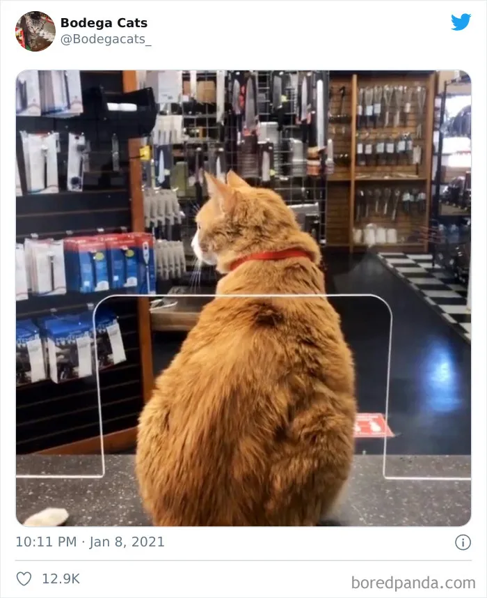 This Twitter Account Collects Photos Of Cats In Small Shops Looking Like They Own The Place (50 New Pics)