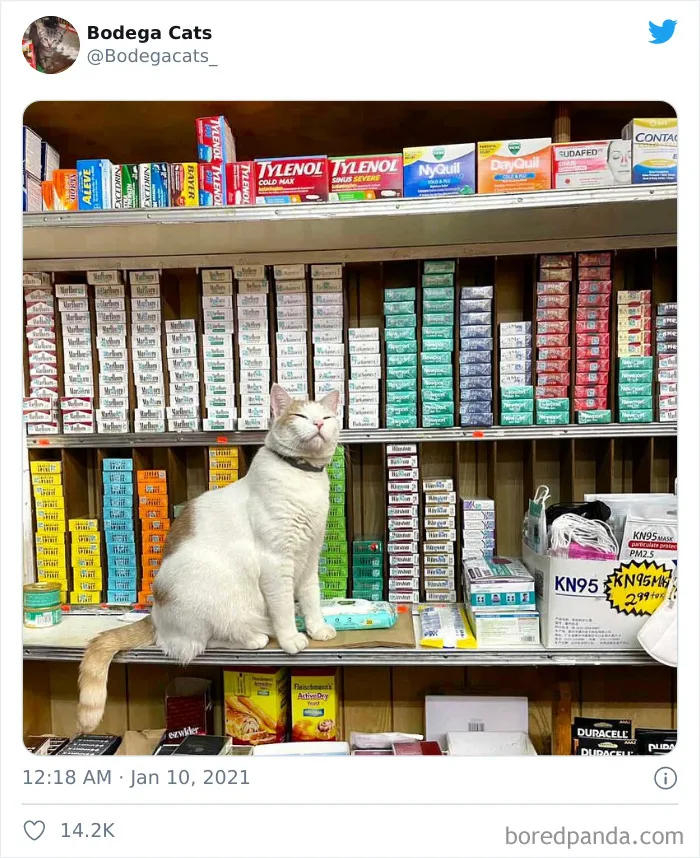 This Twitter Account Collects Photos Of Cats In Small Shops Looking Like They Own The Place (50 New Pics)