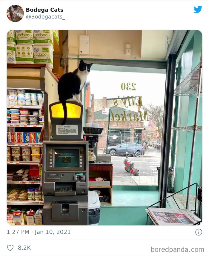 This Twitter Account Collects Photos Of Cats In Small Shops Looking Like They Own The Place (50 New Pics)