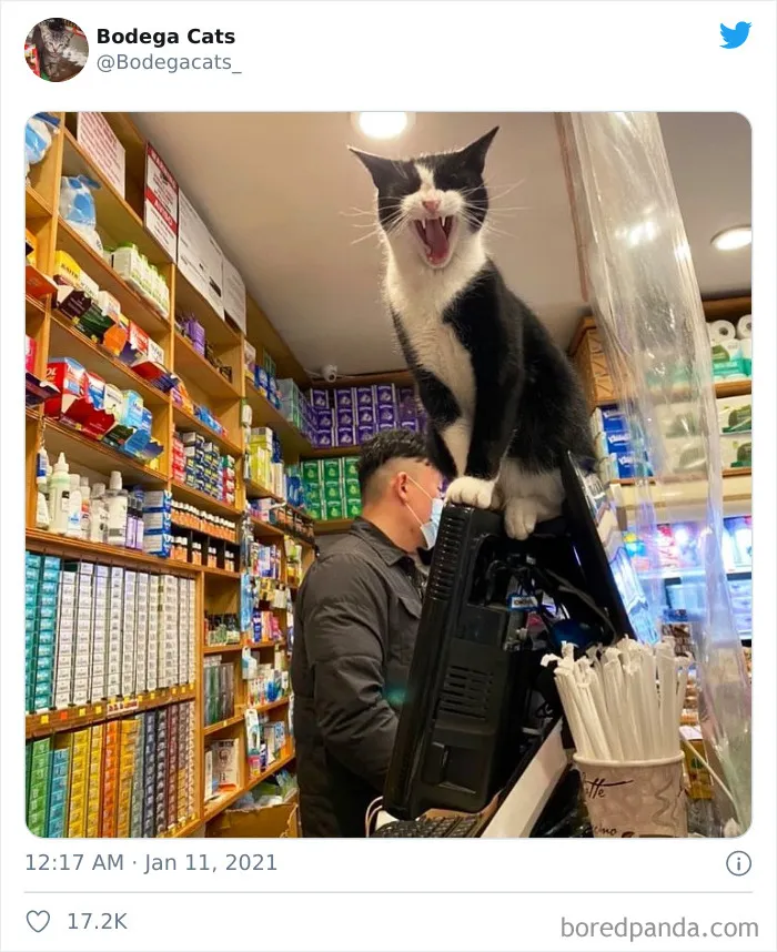 This Twitter Account Collects Photos Of Cats In Small Shops Looking Like They Own The Place (50 New Pics)