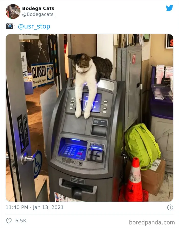 This Twitter Account Collects Photos Of Cats In Small Shops Looking Like They Own The Place (50 New Pics)