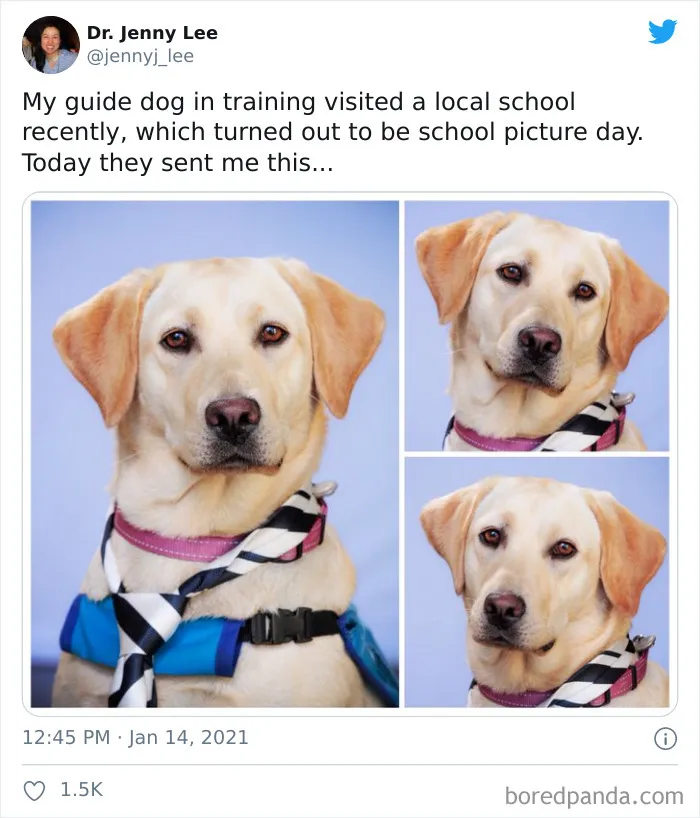 Handsome Dog Photoshoot