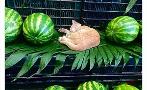 This Twitter Account Collects Photos Of Cats In Small Shops Looking Like They Own The Place (50 New Pics)
