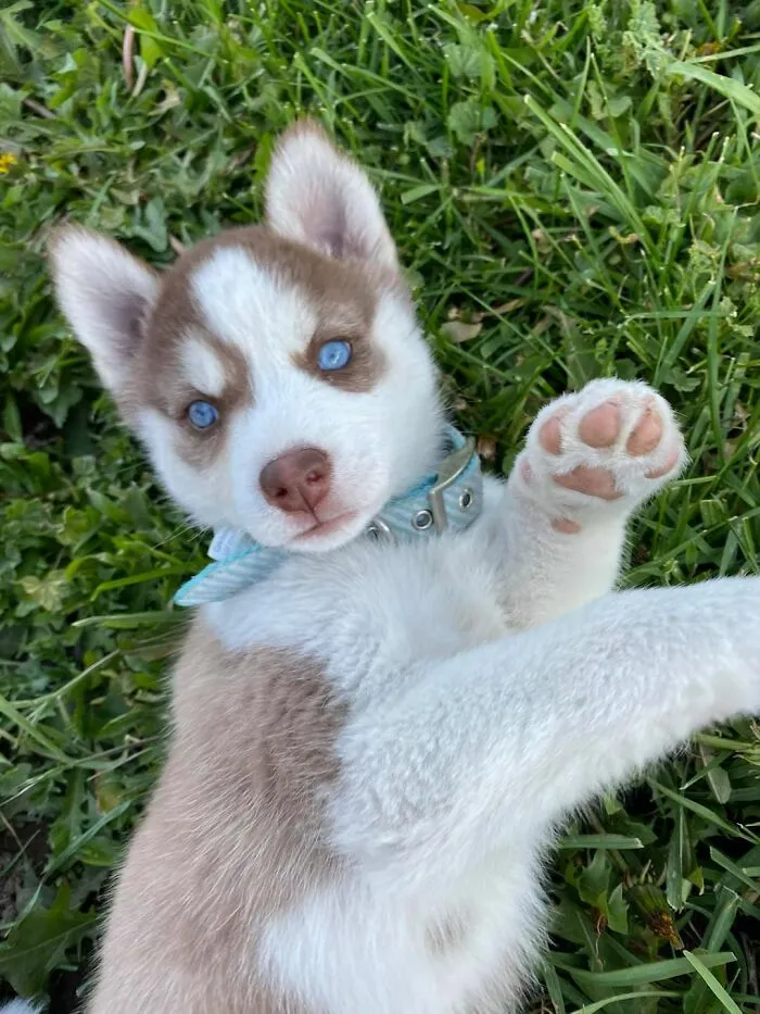 30 Of The Best Dog Photos Submitted For The #PrettyEyesChallenge