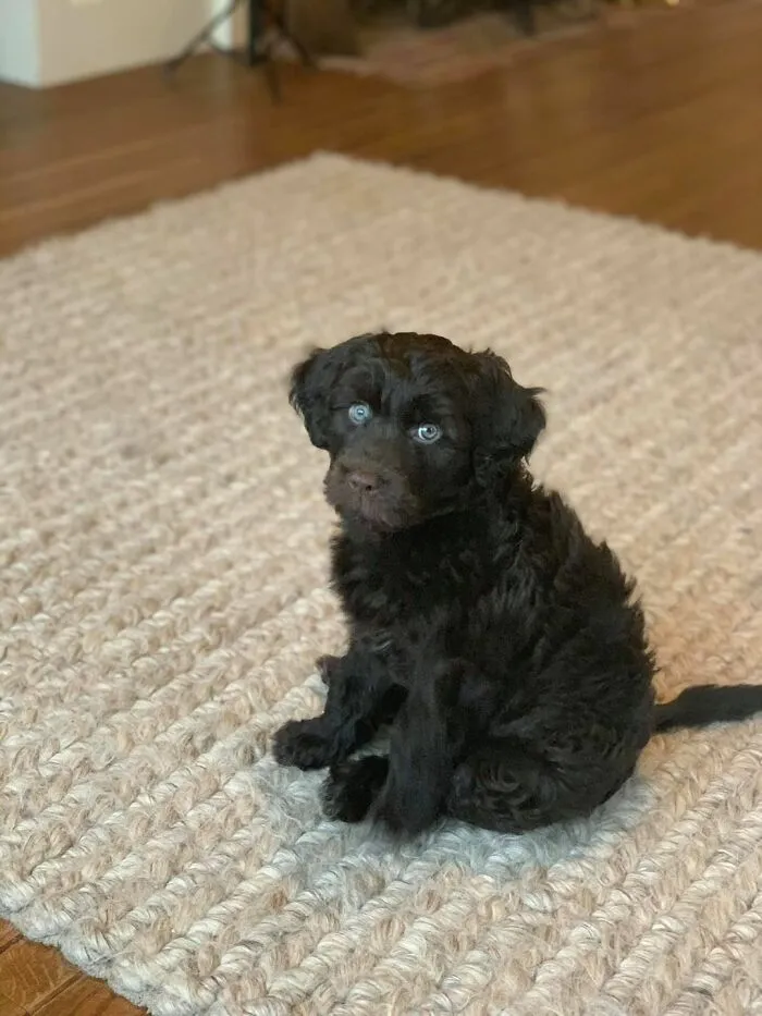30 Of The Best Dog Photos Submitted For The #PrettyEyesChallenge