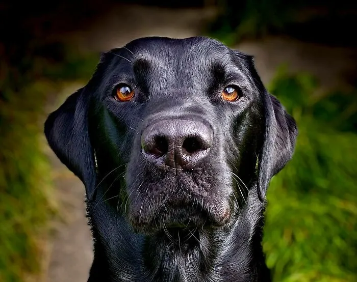 30 Of The Best Dog Photos Submitted For The #PrettyEyesChallenge