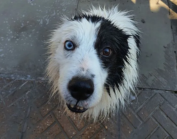 30 Of The Best Dog Photos Submitted For The #PrettyEyesChallenge