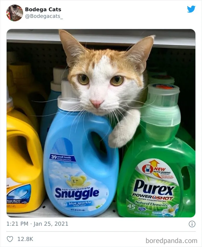 Esta cuenta de Twitter colecciona fotos de gatos en tiendecitas actuando como si fueran los dueños (50 fotos nuevas)