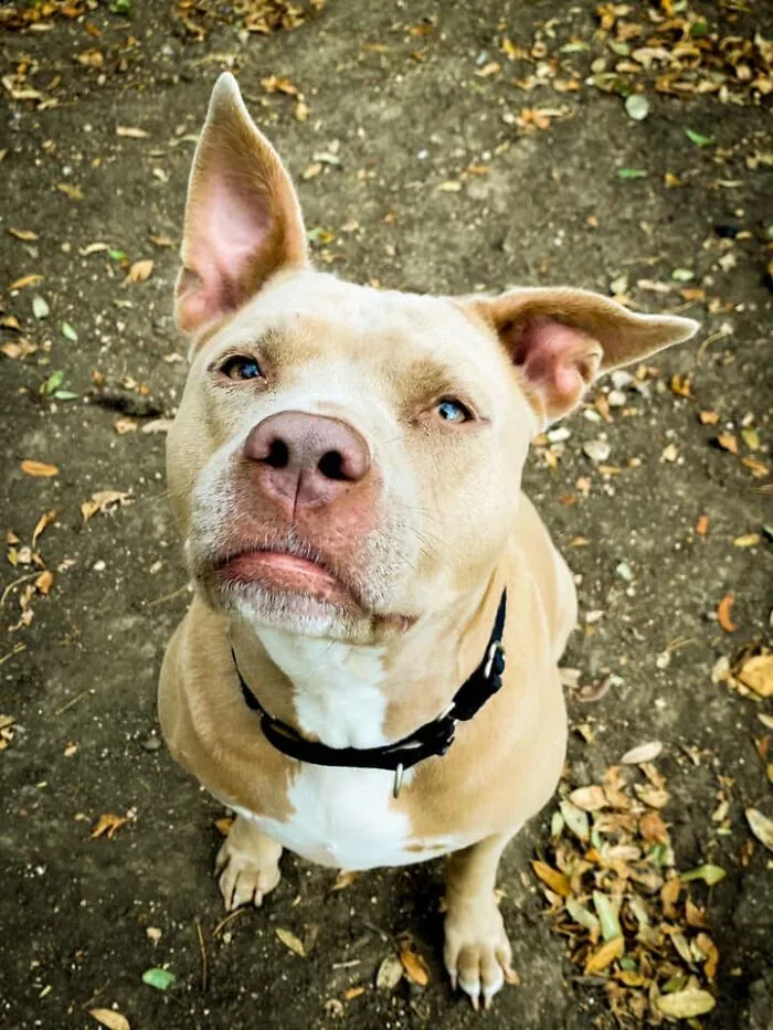 30 Of The Best Dog Photos Submitted For The #PrettyEyesChallenge