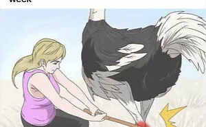 People Are Taking WikiHow Images Out Of Context And Adding Their Own Funny And Dark Captions (50 New Pics)