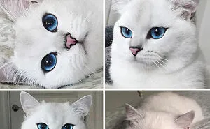 50 Funny Cat Jokes Created By People Clearly Living With One