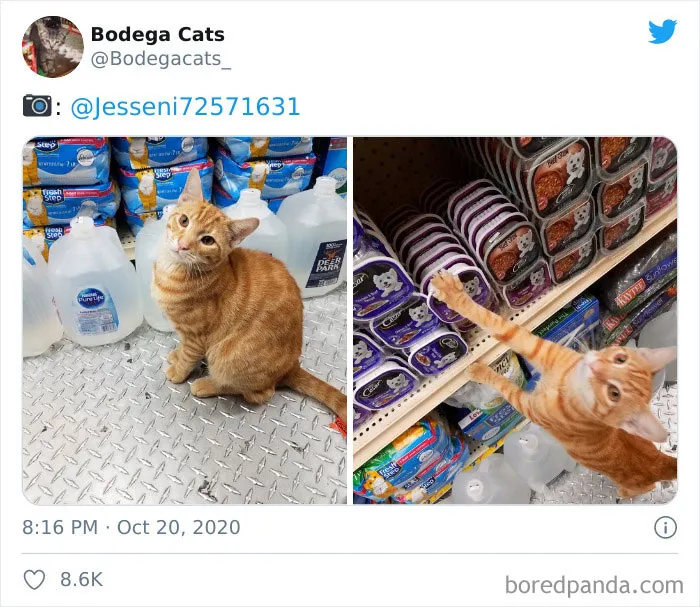 This Twitter Account Collects Photos Of Cats In Small Shops Looking Like They Own The Place (50 New Pics)