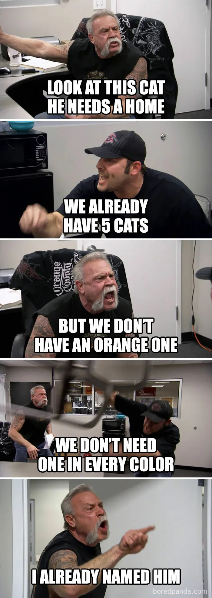 50 Funny Cat Jokes Created By People Clearly Living With One