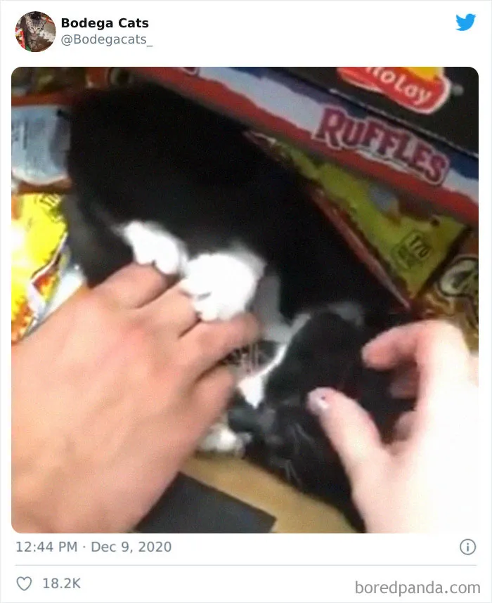 This Twitter Account Collects Photos Of Cats In Small Shops Looking Like They Own The Place (50 New Pics)