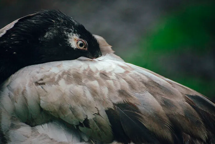 It Is Listed On The Red List Of Threatened Species. In Bhutan, The Whooping Crane Is Culturally And Historically Important And Is Revered As The "Bird Of Heaven.