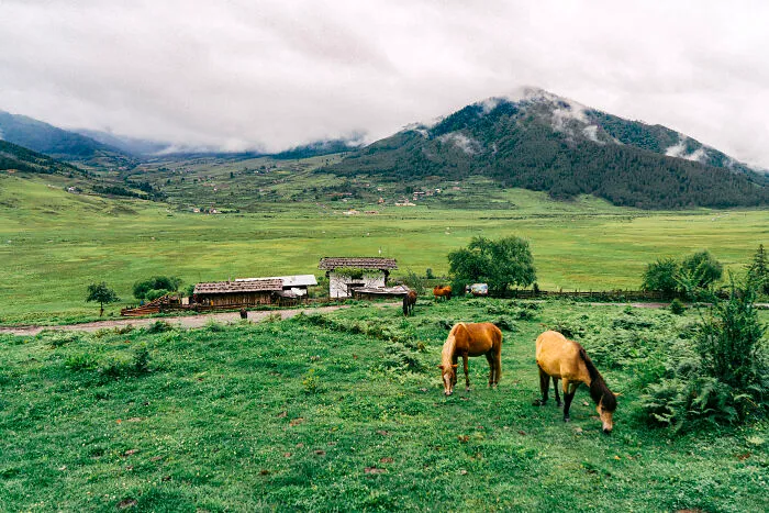 The Pobjica Valley Is A Place Where Grazing Cows And Horses Live A Carefree Life.