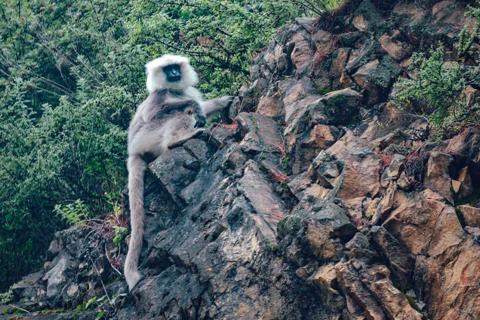 Monkey Of Good Omen Langur