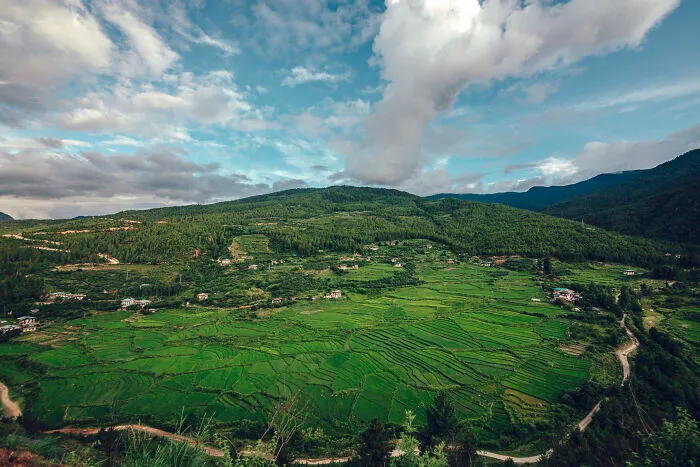 In Bhutan, A Lot Of Rice Is Grown In Terraced Rice Fields In The Mountains.