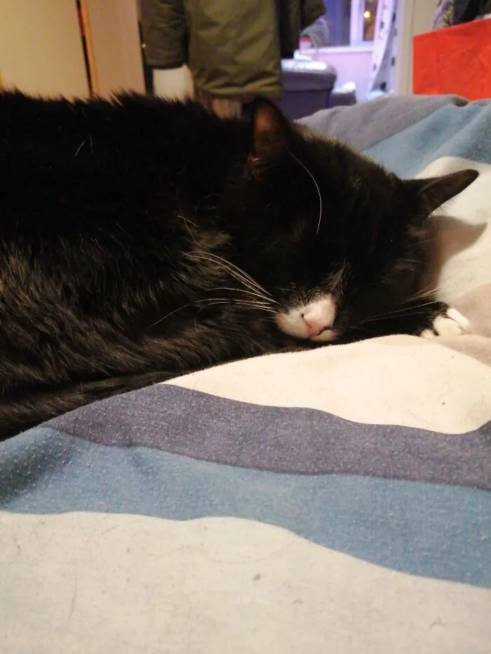 Sleepy Freddie