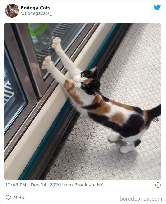 This Twitter Account Collects Photos Of Cats In Small Shops Looking Like They Own The Place (50 New Pics)