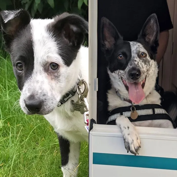 Mabli 9 Weeks And 3 Years (She Still Does ‘Sad Eyes’ When She Wants Something!)