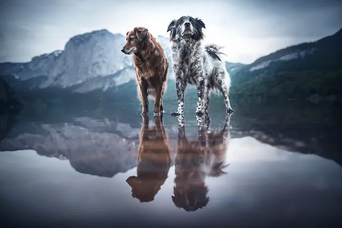 I Want To Show That Adopted Dogs Are Beautiful So I Captured These 30 Photos