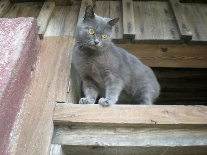 Zira Looking Down At Me