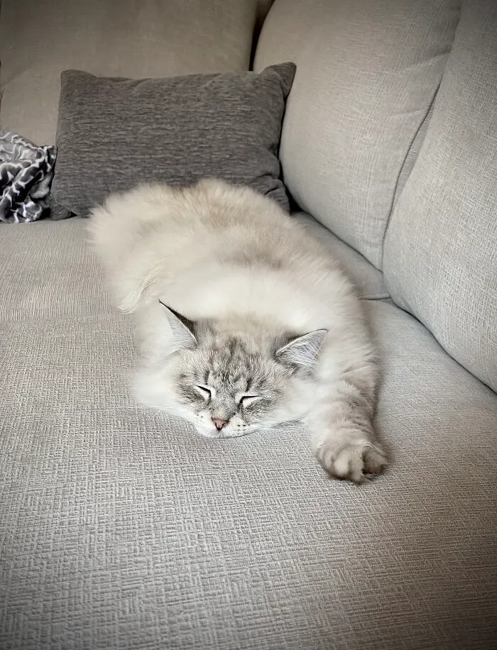 Flat Kitty!