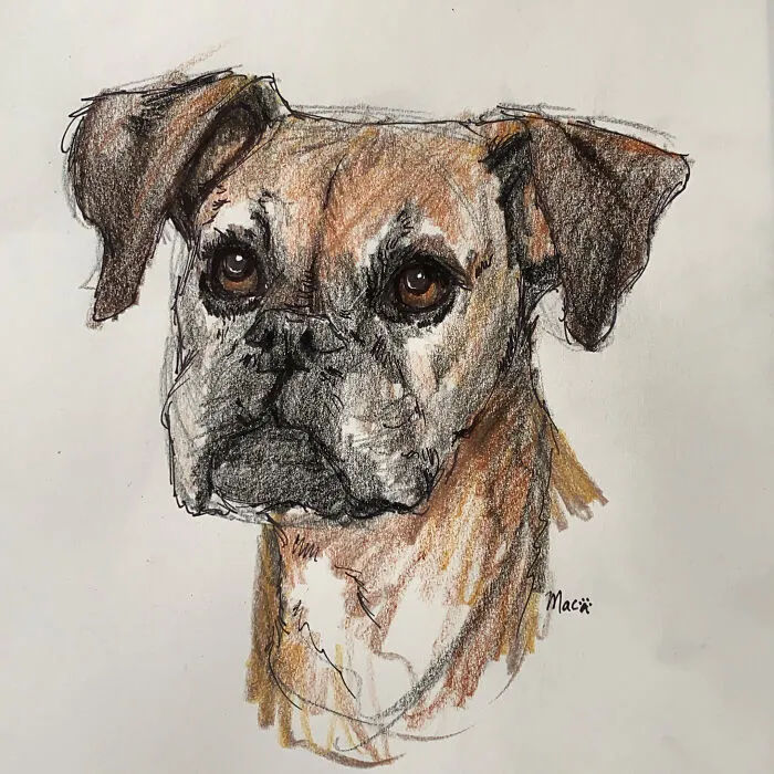 I Draw Pet Portraits On Request And Then Donate The Received Funds To Charity (70 Pics)
