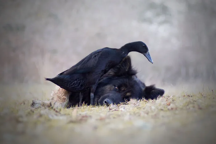 I Capture The Unexpected Friendship Between My Dog And My Birds On Film (27 New Pics)