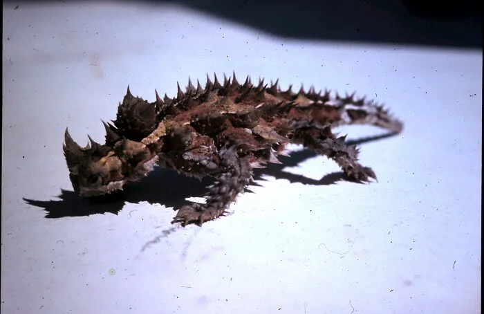 Herbie  The Thorny Devil   [ Harmless Australian Lizard ]