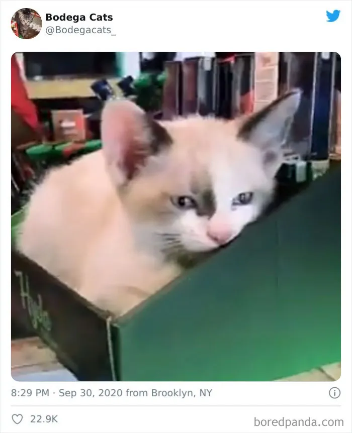 Esta cuenta de Twitter colecciona fotos de gatos en tiendecitas actuando como si fueran los dueños (50 fotos nuevas)
