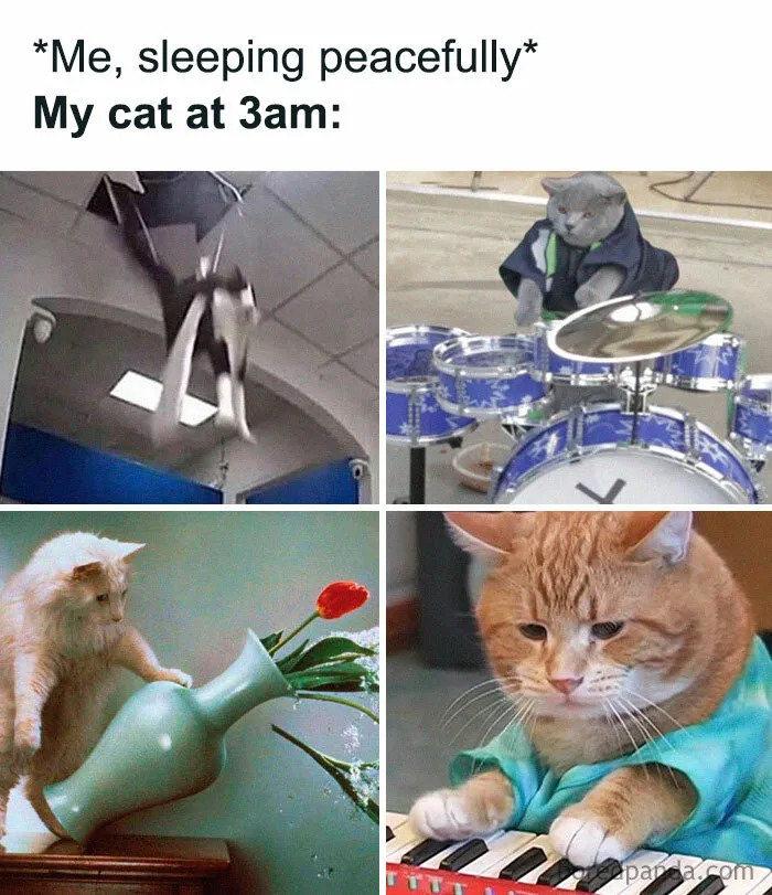 50 Funny Cat Jokes Created By People Clearly Living With One