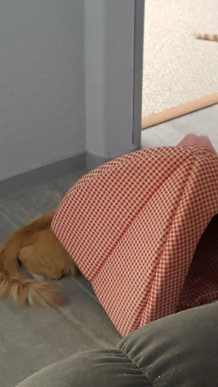 Little Lieto A Bit Confused On How Cat Houses Work