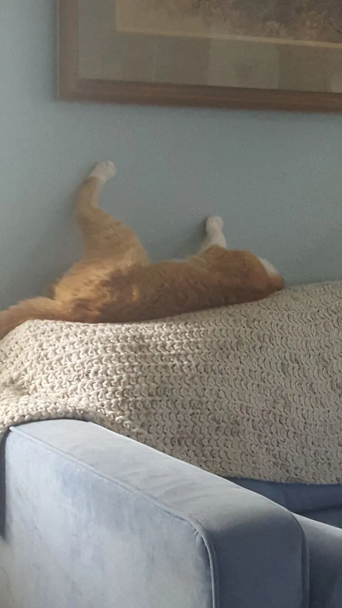 Soxie Just Loves To Sleep This Way