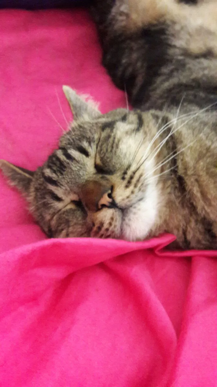 Lenny (Rip)